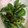 yukkiddr02's cooksnap of when they made 甘とうがらしと桜えびの当座煮.