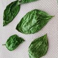 生麦生米生卵's cooksnap of when they made 乾燥バジル.