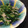 naomickey's cooksnap of when they made 春菊とえのきのナムル.