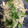 yukkiddr02's cooksnap of when they made ささみともやし、パクチーのナムル風.