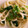 さここ104's cooksnap of when they made 減塩ゆるベジ☆小松菜としらすの焼きうどん.