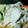 はるたんママ0727's cooksnap of when they made 定番おかず・生姜焼き.