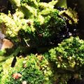 ハクまい's cooksnap of when they made ブロッコリーの簡単和え物.