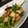 Iwhanna's cooksnap of when they made シシトウとエリンギのおかか炒め.