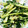 ミアーニ's cooksnap of when they made 水菜の卵炒め.