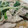 kiyomi2580's cooksnap of when they made 水菜と豚肉のさっぱり炒め.