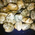 料理大好きボーイ's cooksnap of when they made 魚河岸直伝！簡単！アサリの砂抜き☆.