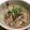 マルチワワ's cooksnap of when they made ♪ごぼうのごま味噌煮♪.