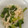 たけぽんのママ's cooksnap of when they made 小松菜の煮浸し.