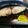 東京のブルーインプ's cooksnap of when they made 簡単シンプル♪フライパンで鰆の酒蒸し.