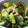 ＭＩＫＩＲＵＮＲＵＮ's cooksnap of when they made たたきキュウリとみょうがのさっぱり漬け.