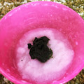 大熊猫さん's cooksnap of when they made 離乳食 初期 ほうれん草.