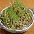 i_yokan's cooksnap of when they made 豆苗が2回以上楽しめる方法☆.