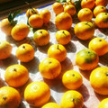 ジル子's cooksnap of when they made みかんを甘くする方法。.