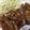クックR2REW2☆'s cooksnap of when they made チキンのソテー♪粒マスタードソース.