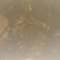 クック5WRLMX☆'s cooksnap of when they made ぶり大根のあらだき.