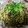 マミーペコ's cooksnap of when they made 舞茸と牛肉のバター風味和風パスタ.