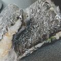 スパイスパーラー's cooksnap of when they made たぬきおにぎらず.