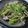 アズッチ's cooksnap of when they made ゴーヤと豚肉の塩炒め.