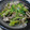 アズッチ's cooksnap of when they made ゴーヤと豚肉の塩炒め.