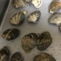 クックMZSCOC☆'s cooksnap of when they made これでバッチシ！アサリの砂抜き.