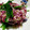 romann's cooksnap of when they made もって菊とほうれん草のお浸し.