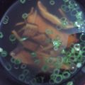 パクパクちあき's cooksnap of when they made 健康椎茸スープ.