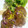 クック紫音's cooksnap of when they made もちもち蓮根団子焼き.
