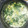 ☆ねこきんぎょ☆'s cooksnap of when they made 簡単♪ ターサイと 椎茸 卵の中華スープ.