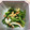 まぷまぷママ's cooksnap of when they made 簡単！からし菜とちくわの甘辛炒め.