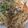 クック1PNL8C☆'s cooksnap of when they made 焼肉のタレ活用！春雨オイスターソース炒め.