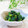 Satoco❋'s cooksnap of when they made ほうれん草ごま和え～少し甘め.