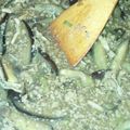 アユミカ's cooksnap of when they made 基本の麻婆茄子.