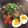 Skyeclipse's cooksnap of when they made 超簡単★牛すじと長芋の煮物.