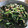 しおとあーてぃん's cooksnap of when they made ほうれん草とツナの和え物.