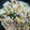 はらすいた's cooksnap of when they made トロットロン♪白菜と豚の中華炒め☆.