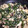 さつしょう's cooksnap of when they made ほっぺがおちる！！春菊と豆腐の炒めもの♪.