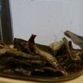 3426's cooksnap of when they made 浸すだけ♪イリコと昆布のだし汁（メモ）.