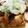 kucina's cooksnap of when they made ブリのおろしネギポン酢♪.