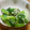 ねこはがき's cooksnap of when they made 小松菜の胡麻和え（白だし使用）.
