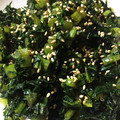 みゅあさん's cooksnap of when they made 簡単☆節約おかず☆大根の葉中華風炒め.