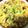 サンタまま☆'s cooksnap of when they made グリーンボール(キャベツ)のキッシュ.