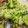 しんにし's cooksnap of when they made アサリの酒蒸し.
