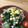 おぶたさま★'s cooksnap of when they made 豆腐とカイワレのゴマだれがけ☆.