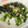 ☆SHuge's cooksnap of when they made あっさりネギ鮭茶漬け.