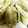 ユーロン's cooksnap of when they made ごぼうの素揚げ.