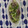 リーサの庭's cooksnap of when they made 簡単でおいしい♪かつおのたたき.