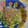 mirakkko's cooksnap of when they made 白菜とキャベツのゴマみそマヨネーズ和え.