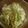 Sirius's cooksnap of when they made 何にでも合う！！万能薬味.