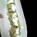 kaori82's cooksnap of when they made 激ウマ♥アボカドのクリーミーロール.